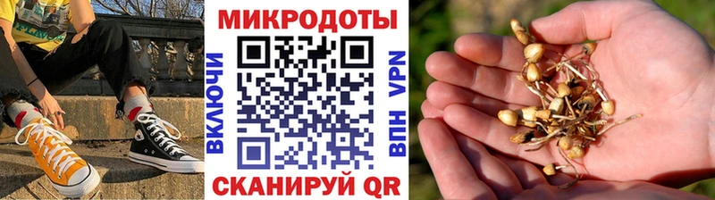 Купить закладки Новоузенск Псилоцибиновые грибы Cubensis